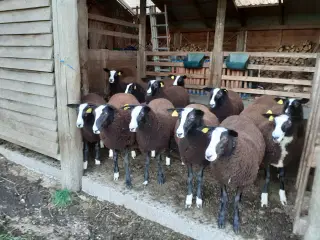 3 Zwartbles gimmerlam sælges