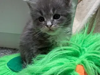 Maine Coon hankilling sælges