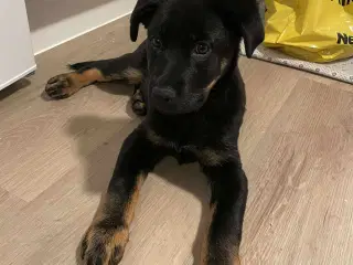 Rottweiler / schæfer blanding