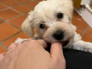 Bichon Havanais/Jack Russel x Schnauzer tæve (gade