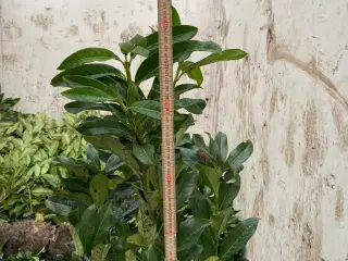 Hækplanter, Laurbærkirsebær Prunus Genolia
