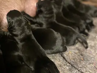 Labrador hvalpe