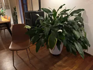 Kæmpe fredslilje i selvvandingspotte