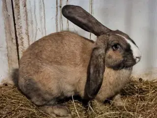 Kæmpe blanding