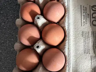 Rugeæg fra blandet flok