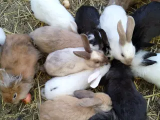 Kanin unger af forskellige racer.