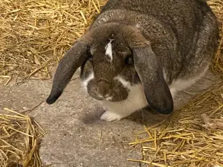 Kaniner stor race