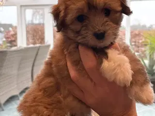 Coton de Tulear Hvalpe 