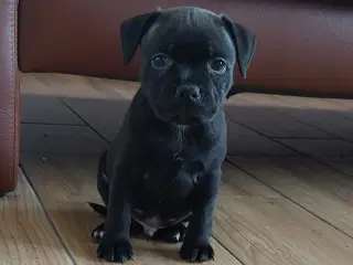 Staffordshire bull terrier 