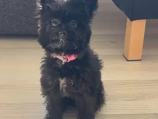 Pom poo