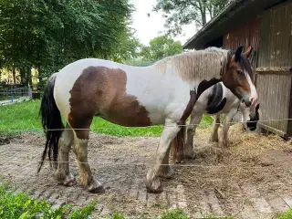 Irish Cob hoppe
