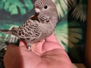 Blackface undulat (unge)