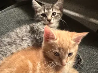 Norsk skovkat killinger