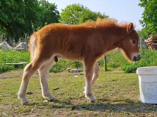 Shetlandspony 2 års hingsteplage(vallakker)