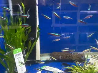 Rød neon tetra