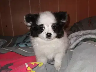  Pomeranian hunde hvalp søger nyt hjem