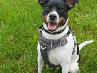 Søger hund til forevigt hjem