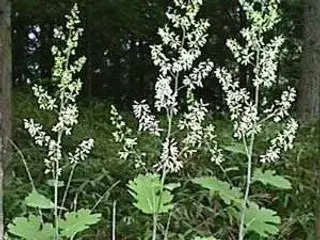 Fjer-valmue - Macleaya 