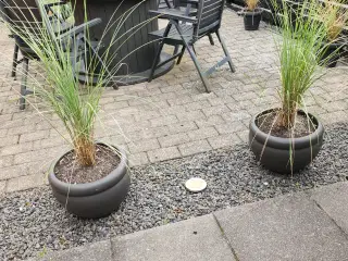 Marehalm i krukker 