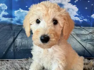 Ny Pris ! Goldendoodle  mellem str Rejseklar 