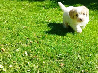 cavalier/coton de tulear Han