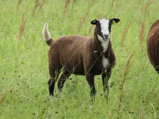 Zwartbles kastrat, M3, vaccineret, klovsygefri