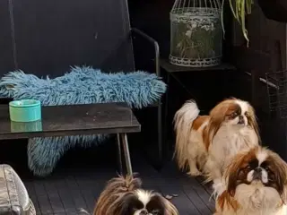 2 ægte pekingeser piger sælges