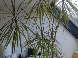 Dracaena, Stueplante