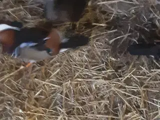 1.1 mandarin ænder 