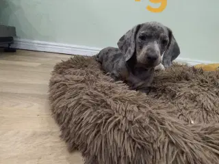 GRAVHUNDE HVALPE KORTHÅRET UNIKKE FARVER 