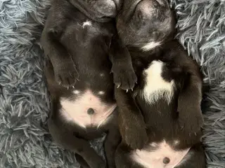 Staffordshire Bullterrier