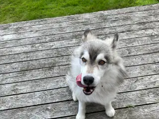 Sibirisk husky 5år
