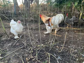 Rugeæg Brahma fra tre