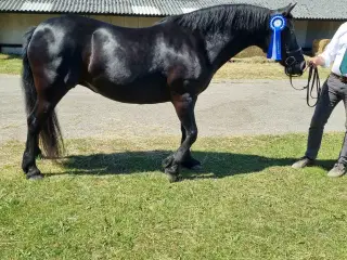 Welsh Cob Avlshoppe / skovturshest