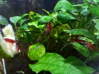 Røde neocaradina rejer