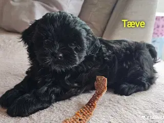 Shih zue hvalpe 