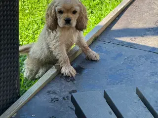 Rejseklar 🧳 Skønne Amerikanske Cockerspaniel 