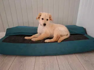 Golden Retriever x Hvid Schæfer – Kun 2 tilbage 