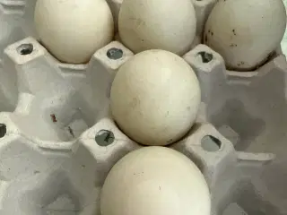 Andeæg, æg fra anatidae, 