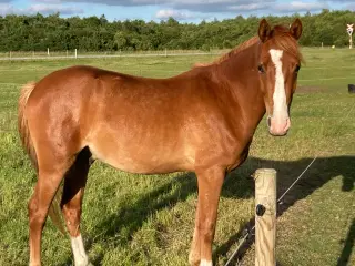 Sports pony vallak 