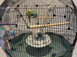 Undulatbur med stativ og 2 undulater