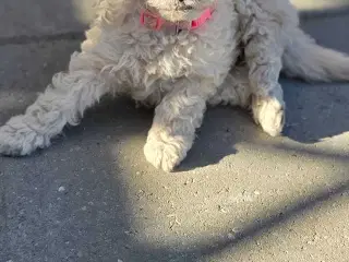 F1b Cockapoo 