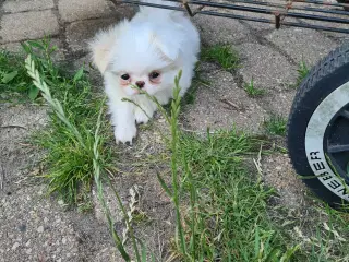 Japanese chin hvalpe 