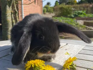 FRANSK VÆDDER HUN SORT OTTER