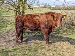 Angus foldtyr sælges