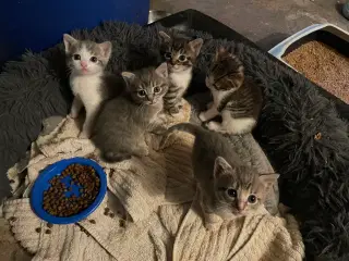 Kattekillinger