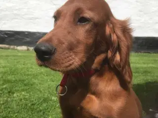 Irsk setter