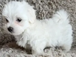 Havaapso Hvalpe - Klar til at flytte.