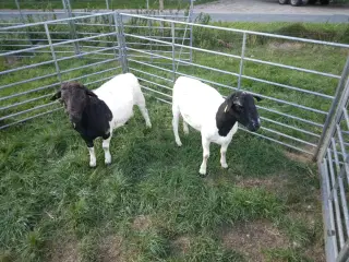 Dorper vædder 
