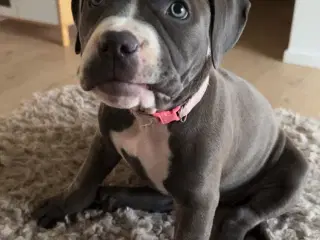 American bully pocket 